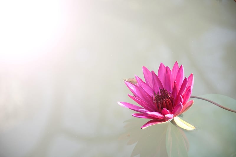 Loving-Kindness Lotus Flower